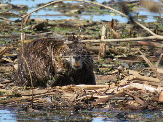 Coypu