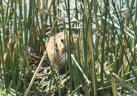 Coypu