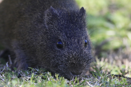 Pampas cavy