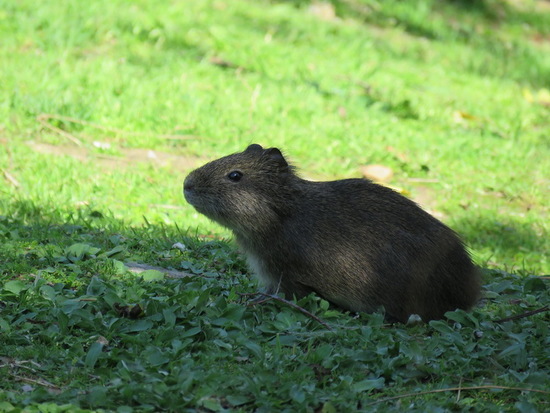Pampas cavy