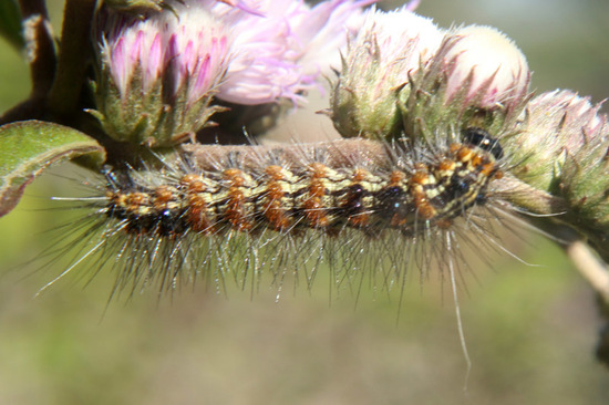 Tiger moth