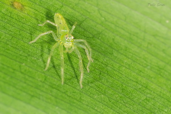 Araña saltadora