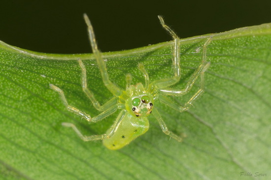 Araña saltadora