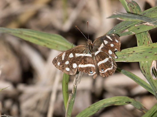 Four-spotted Sailor