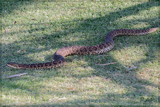 Urutu pit viper