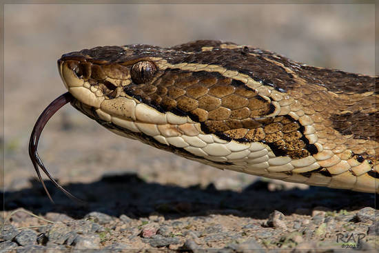 Urutu pit viper