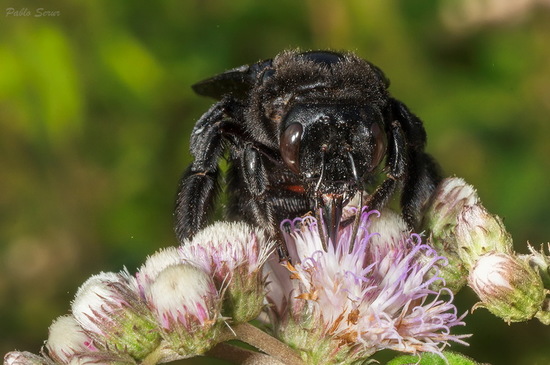 Carpenter bee