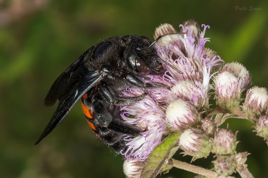 Carpenter bee
