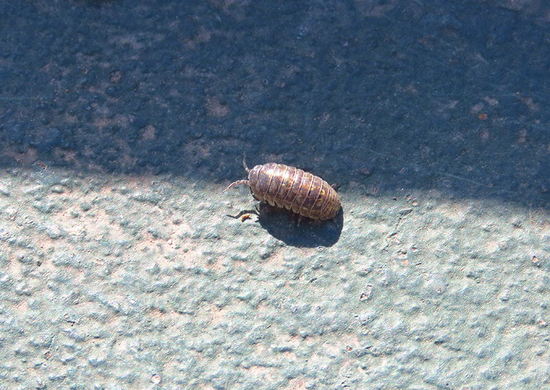 Bicho bolita común
