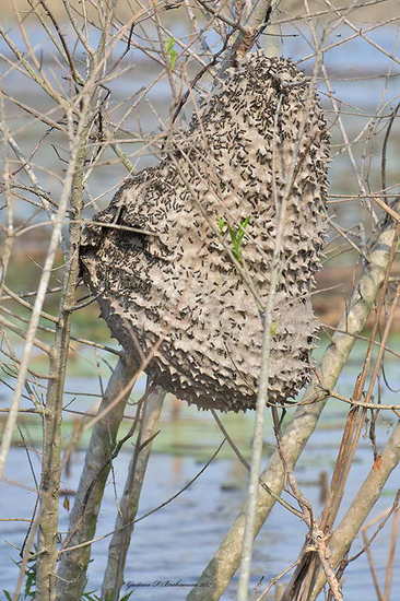 Camuati Wasp