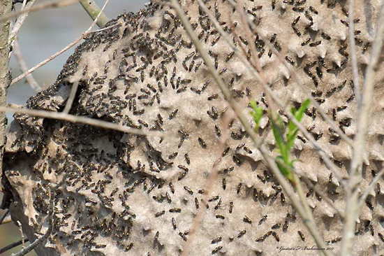 Camuati Wasp