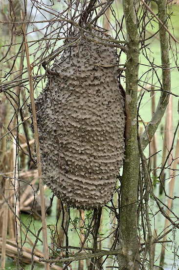 Camuati Wasp