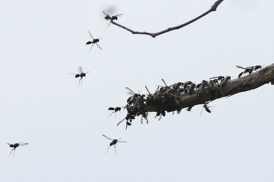 Camuati Wasp