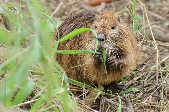 Coypu