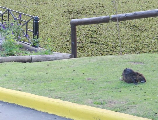 Coypu