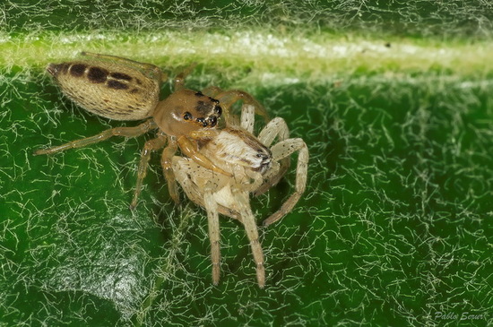 Araña saltadora