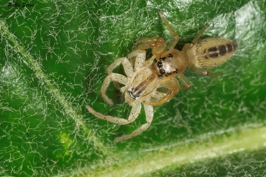 Araña saltadora