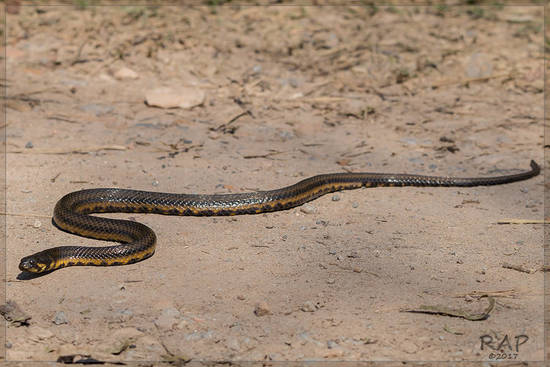 Colubroidean snake