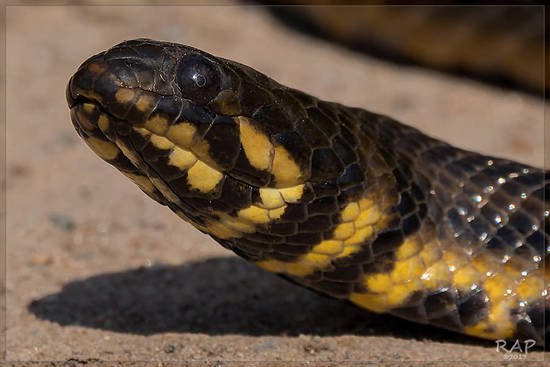 Colubroidean snake