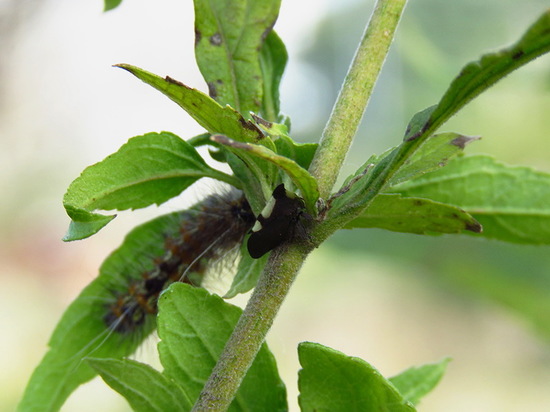 Treehopper