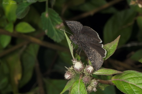 Funeral duskywing