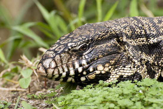 Black-and-white tegu lizard
