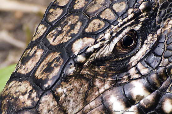 Black-and-white tegu lizard