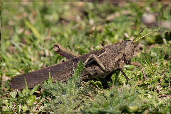 Yellow-lined Grasshopper