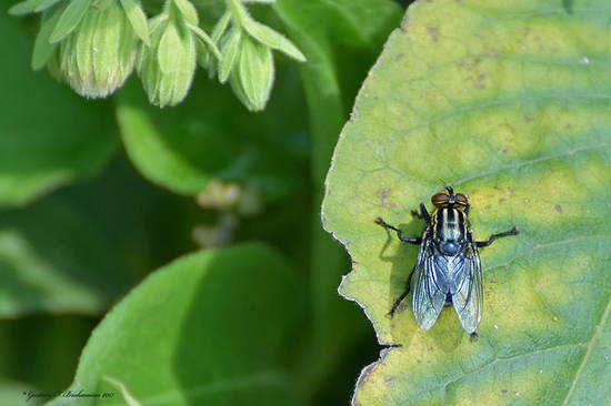 Mosca de la carne