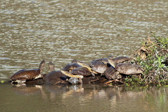 Side-necked turtle