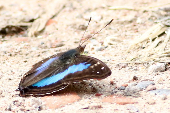 Laurentia Emperor