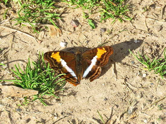 Laurentia Emperor