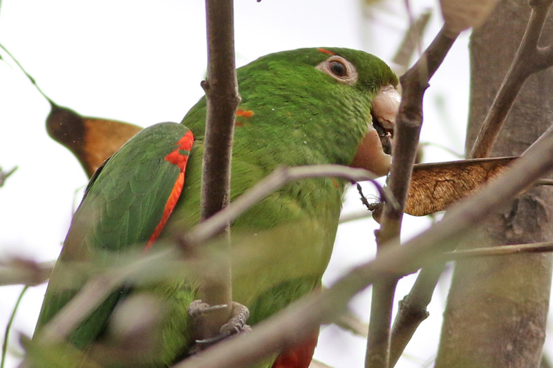 Calancate ala roja/White-eyed Parakeet