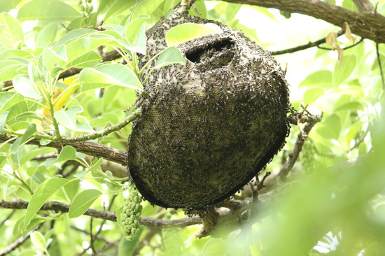 Camuatí