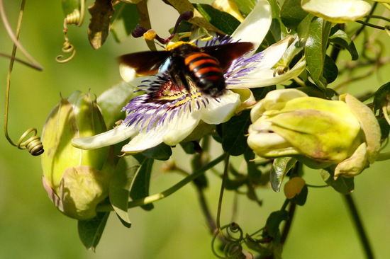 Carpenter bee