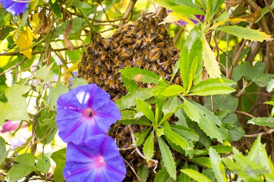 European honey bee