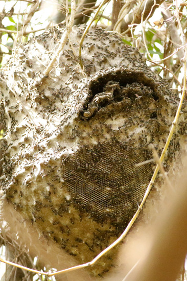 Camuati Wasp