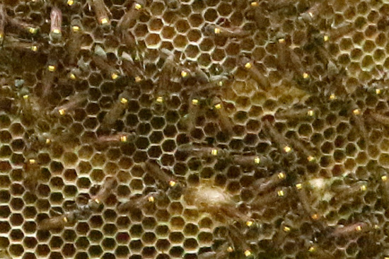 Camuati Wasp