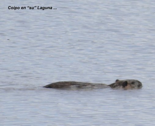 Coypu