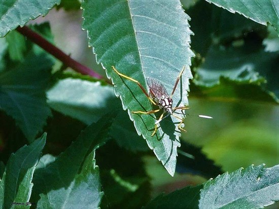 Leaf-footed bug