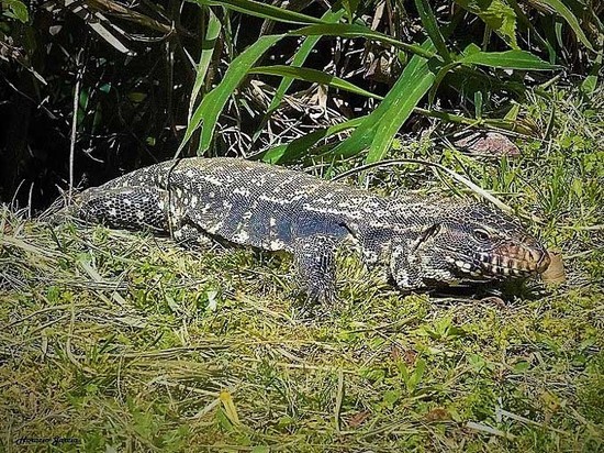 Black-and-white tegu lizard