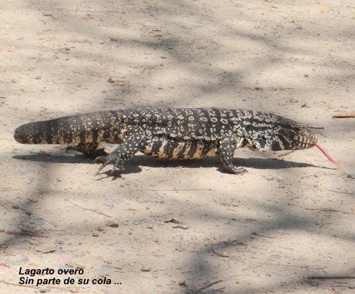 Lagarto overo