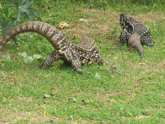 Black-and-white tegu lizard