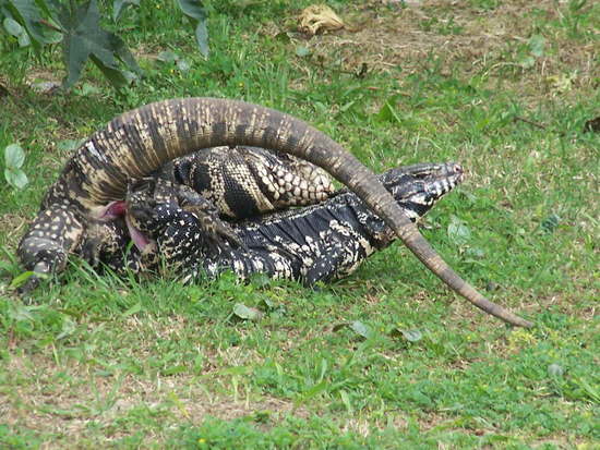 Black-and-white tegu lizard