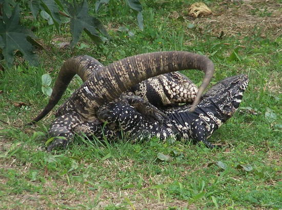 Black-and-white tegu lizard