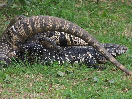 Black-and-white tegu lizard