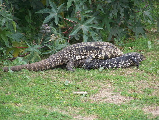 Black-and-white tegu lizard
