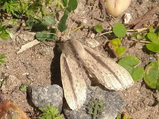 Polilla parda con líneas negras