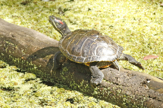 Red-eared turtle