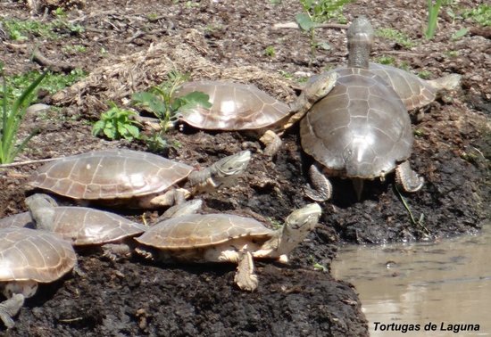 Side-necked turtle